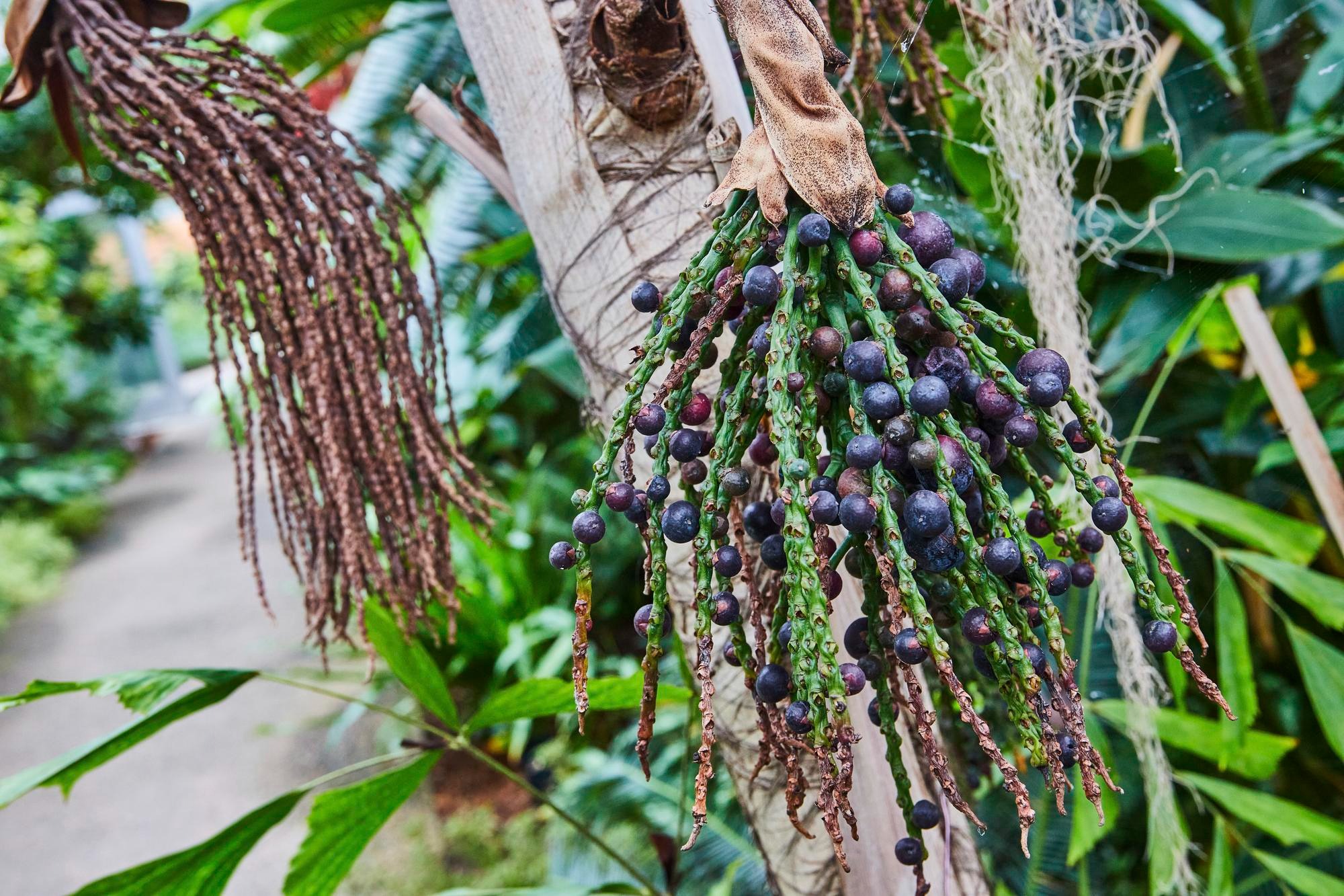 Exotic purple berries botanical garden